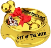 a potw gold dog bowl